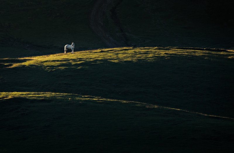 summer, horse, green, sunrise, animal, travel, nature, mountain, romania, cold, light White Beauty фото превью