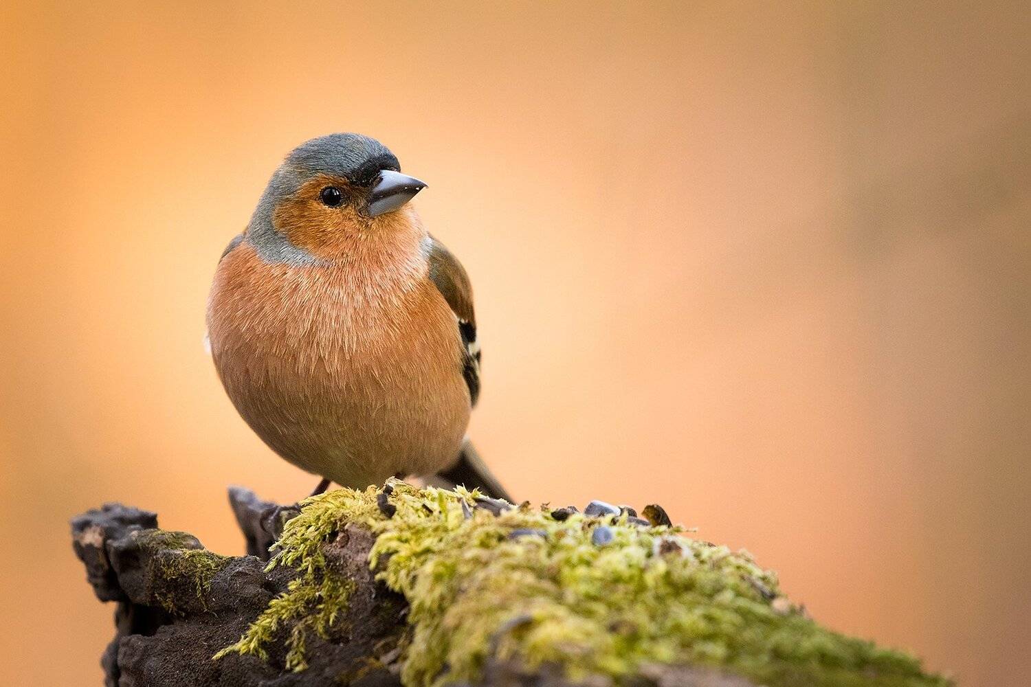 , Robert Adamec
