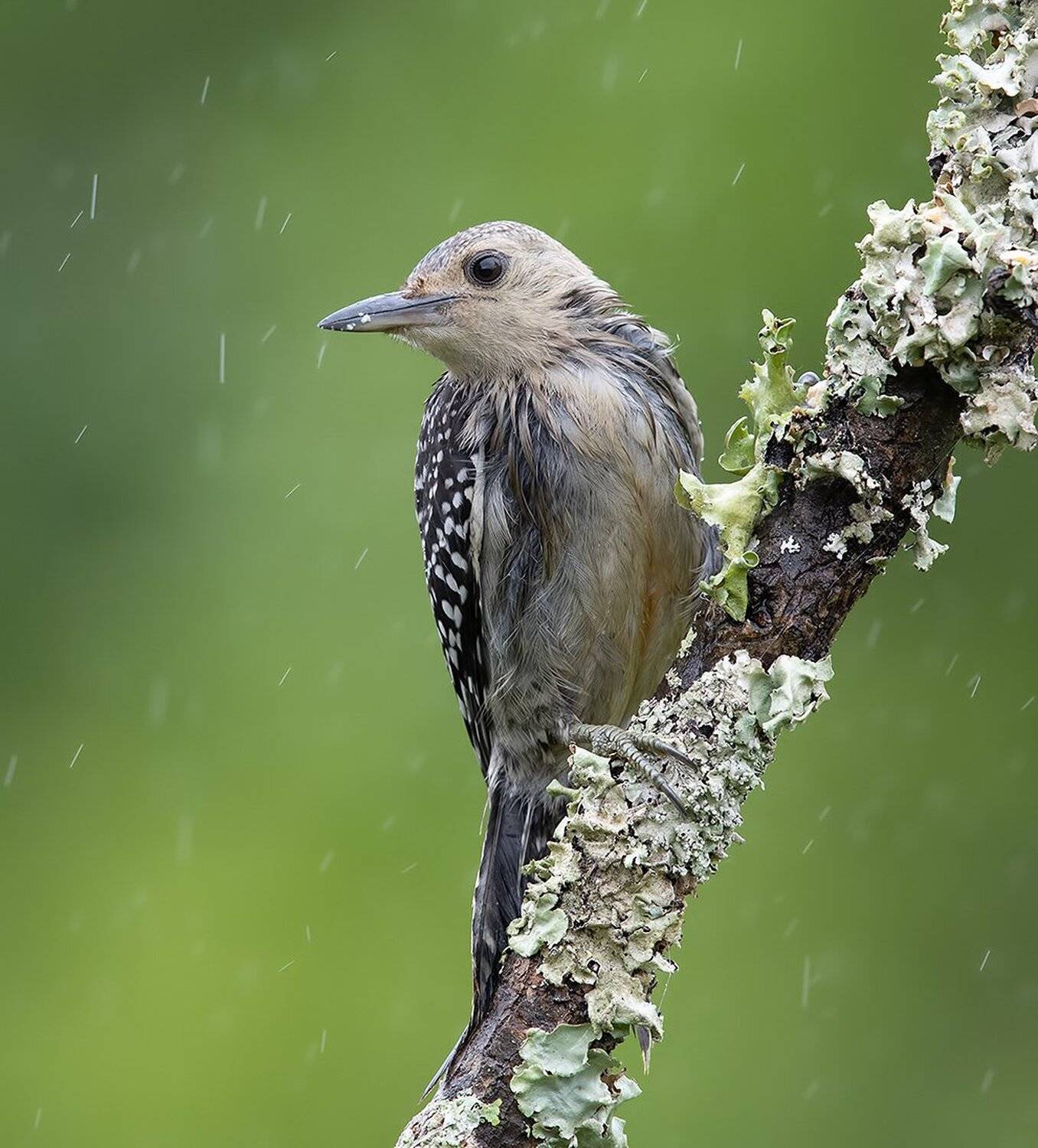 дятел, каролинский меланерпес, red-bellied woodpecker, woodpecker, Elizabeth Etkind
