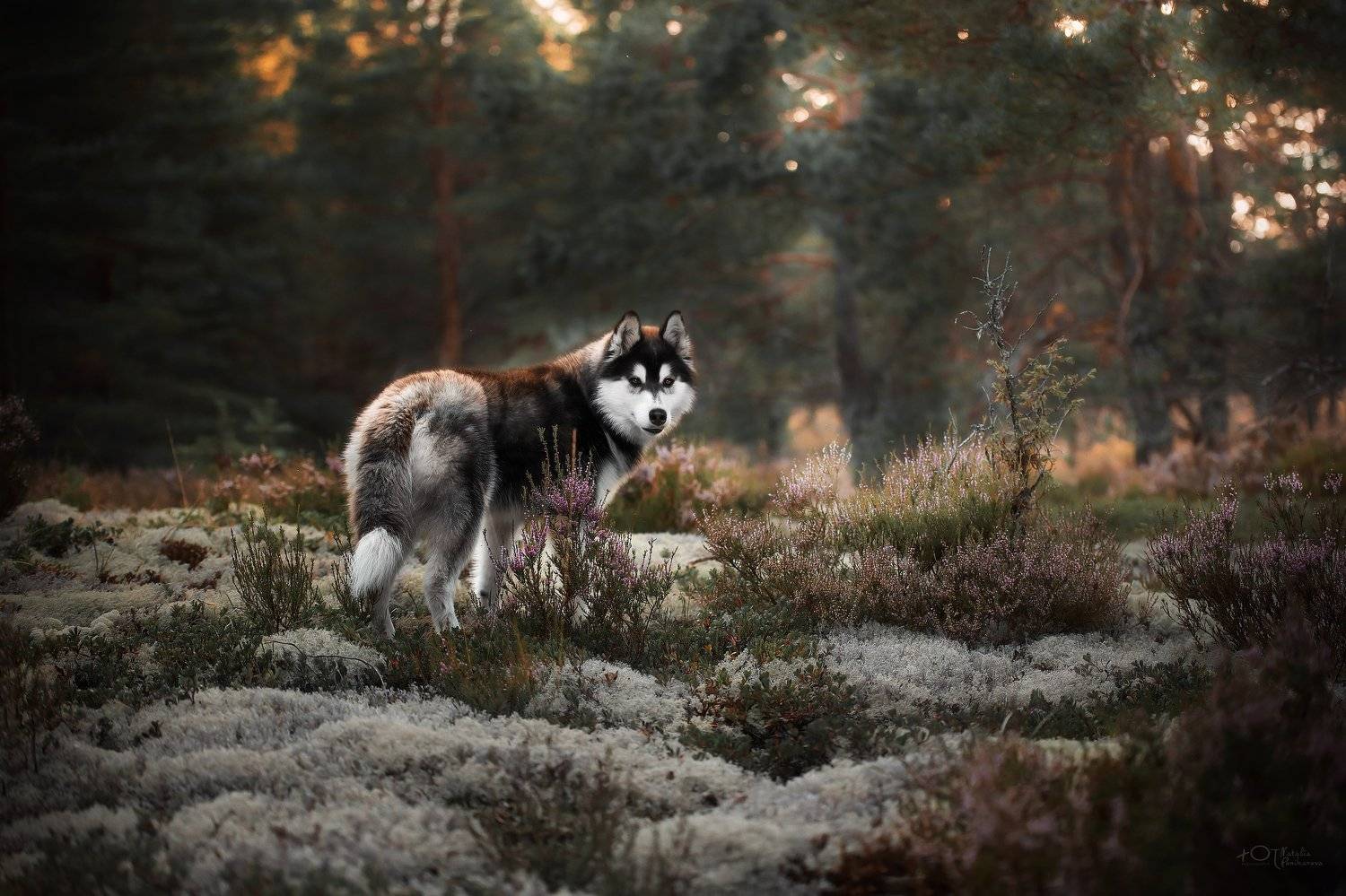 , Наталия Поникарова