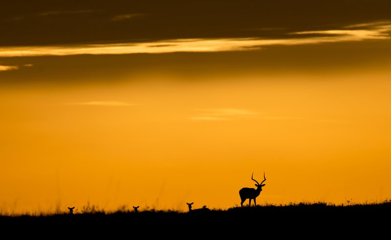 animals gazelle silhouette backlight colors orange sky sunset Gazelles in the sunset light фото превью