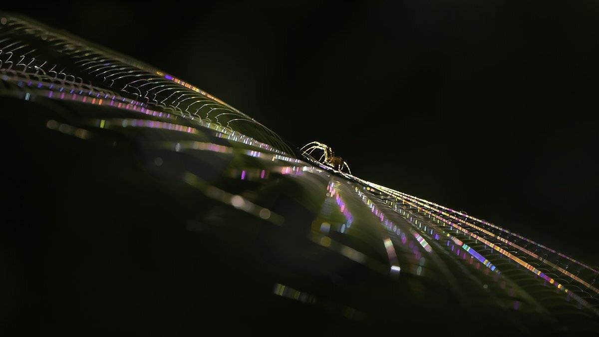 паутина, паук, луч, свет, лес, Наталия Сытина