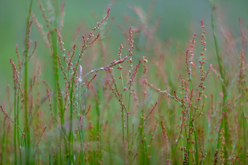 цветы, весна  фото превью