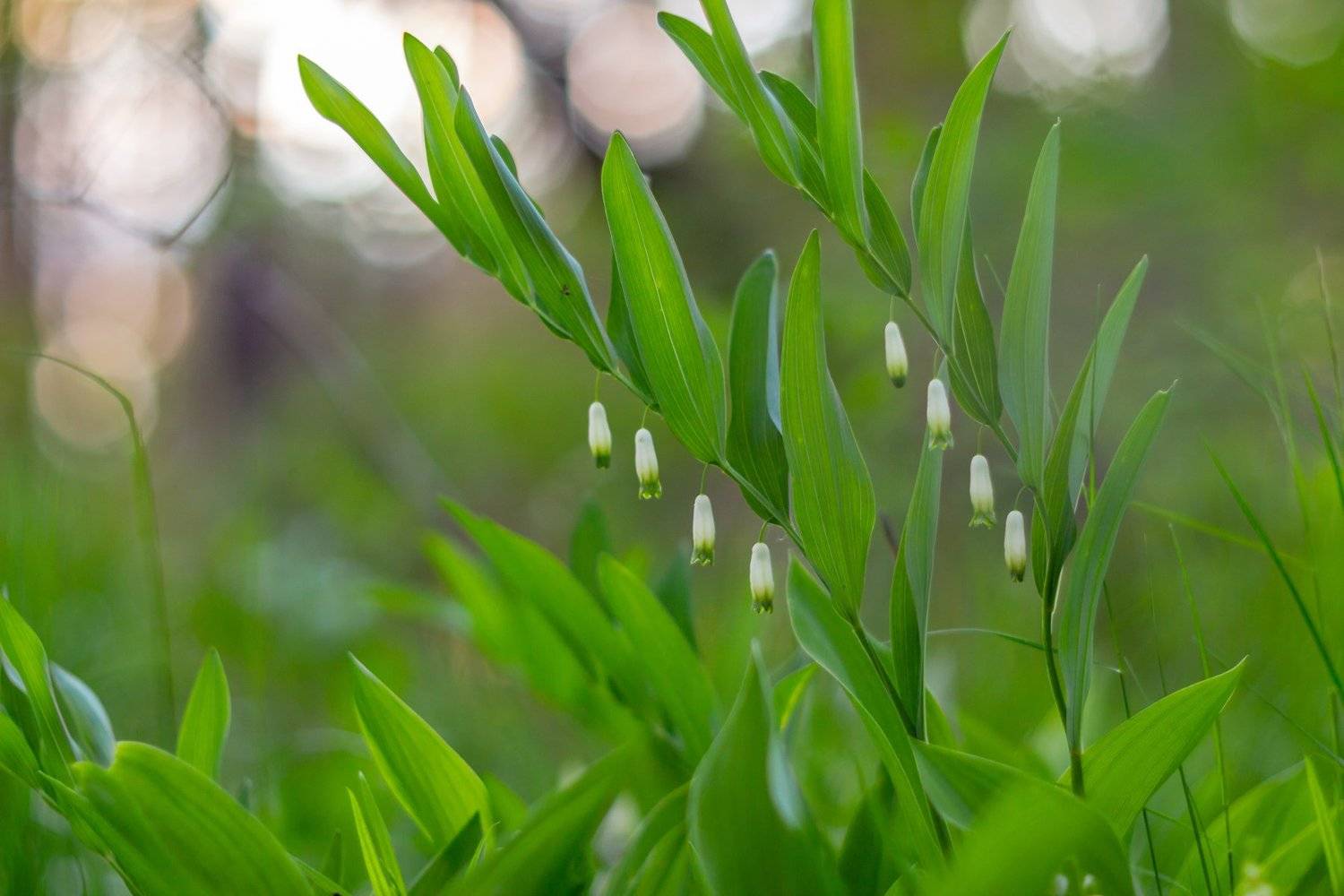 цветы, весна, Руслан Востриков