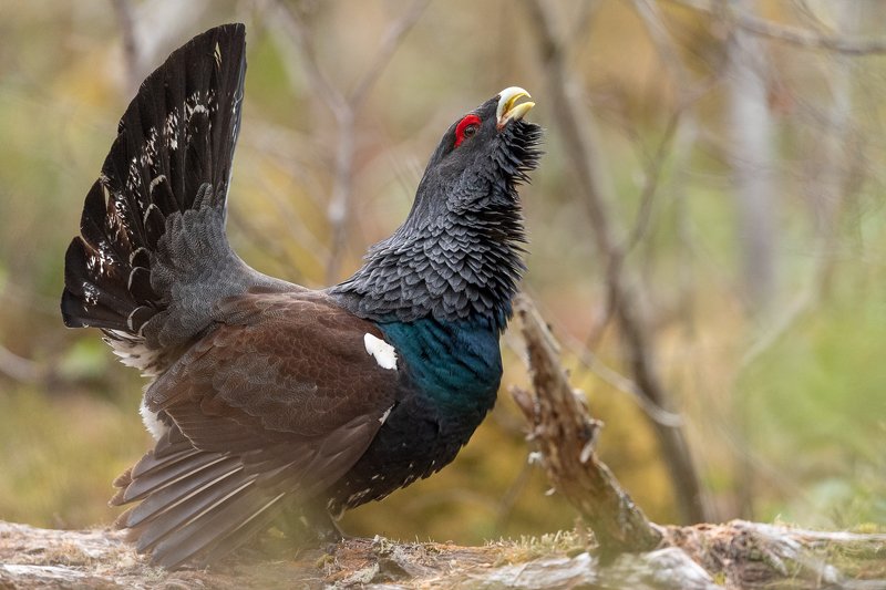 Western capercaillie фото превью