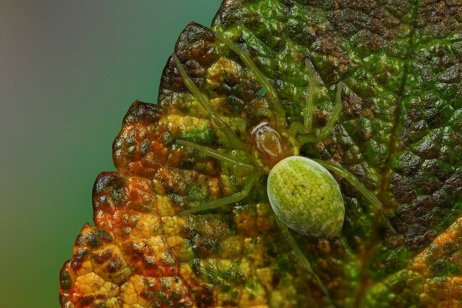 паук,макро,природа,растение,цвет,зеленый,животное, Андрей Шаповалов