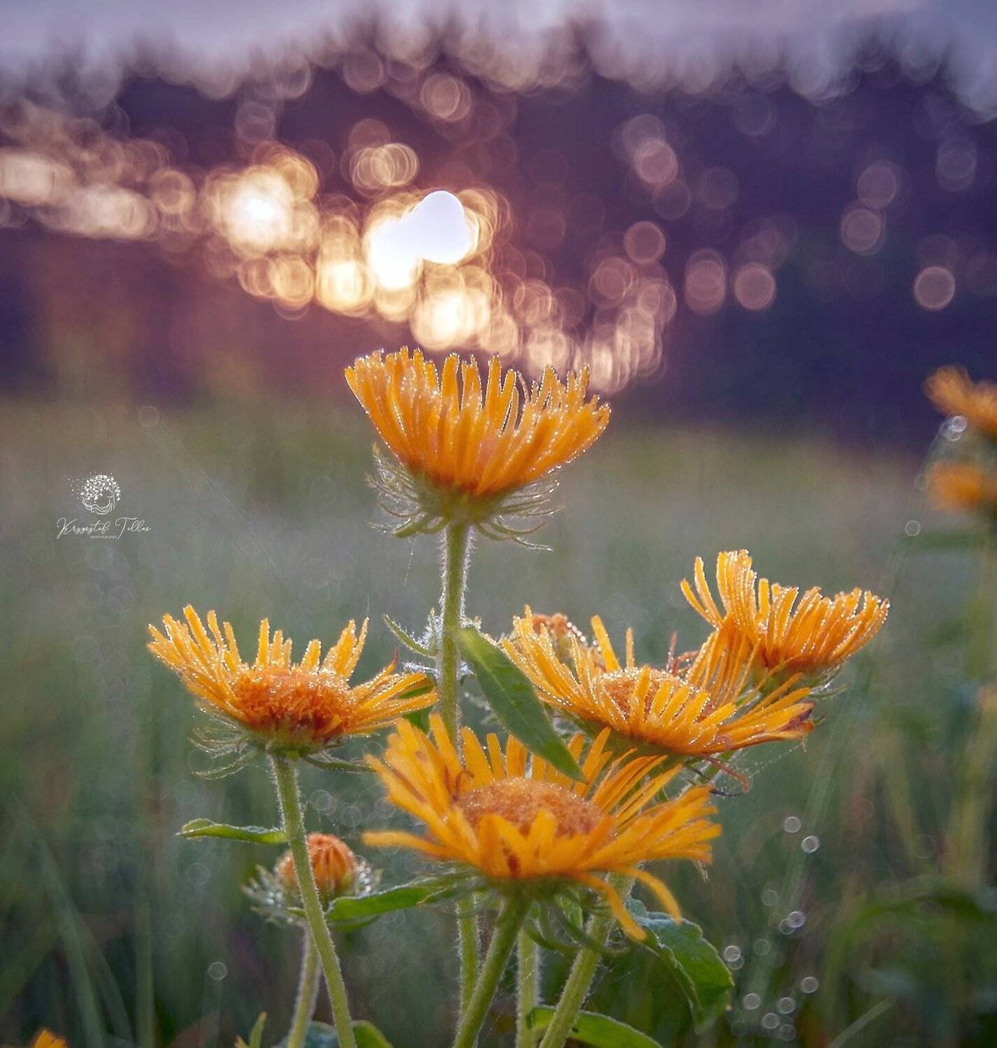 plant, flower, day, nature, beauty, in, nature, freshness, close-up, no, people, yellow, light, nikon, tokina, bokeh, morning, dew, Krzysztof Tollas
