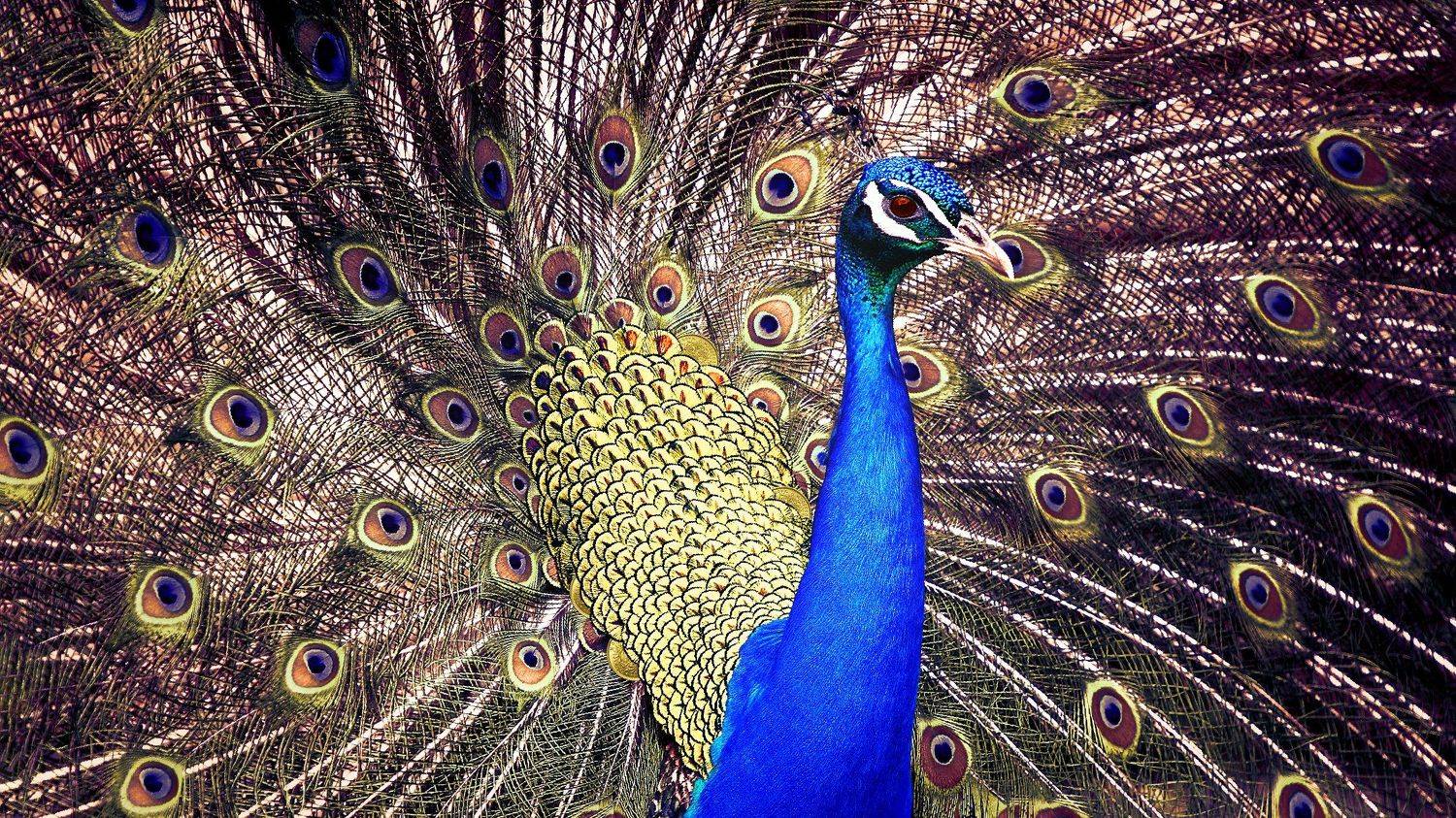 креатив, обработка, концепция, соблазны, concept, fineart, temptations, illusions, golds, moneys, Дмитрий Салтыков