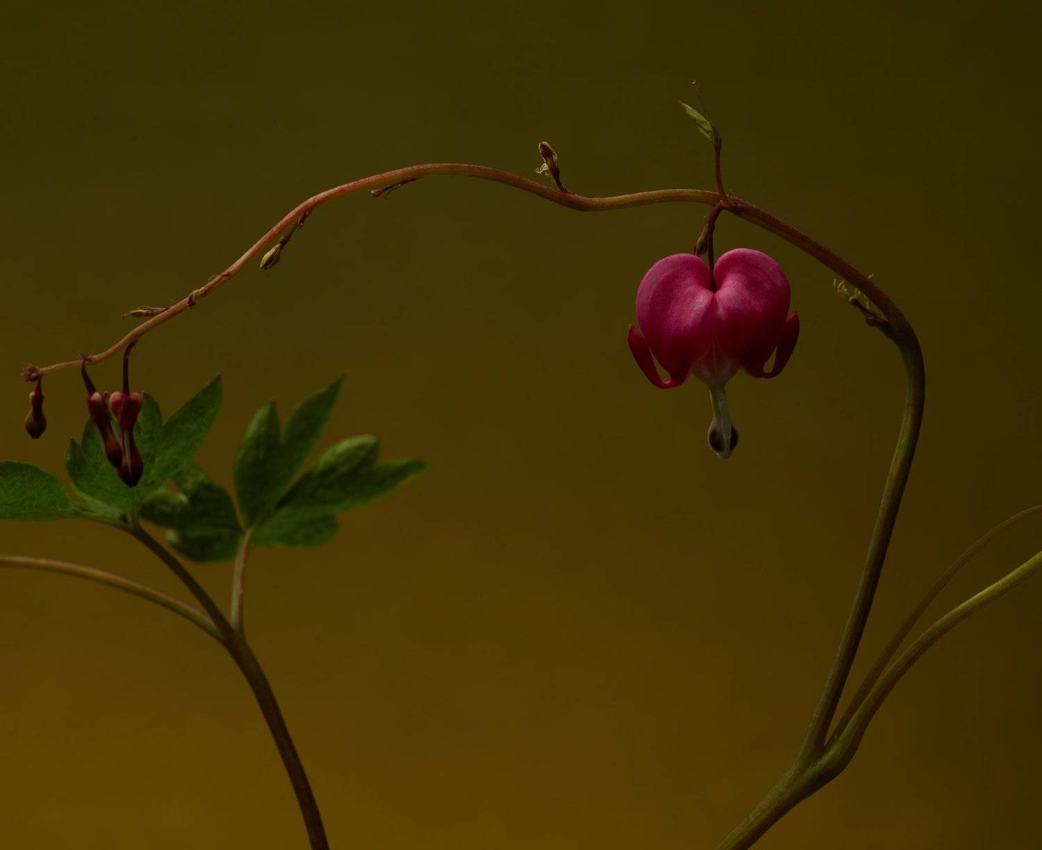 Phase one IQ280, Olek Verze