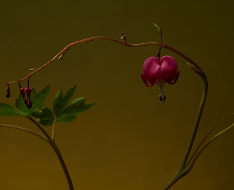 Phase one IQ280 302280 фото превью