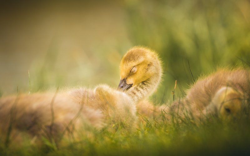 Dreaming фото превью