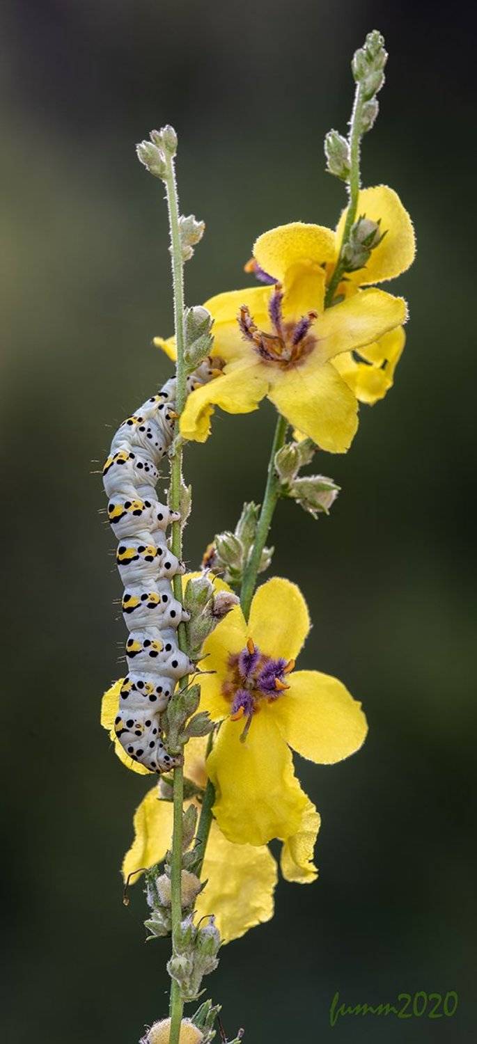 , Игорь ФУММ