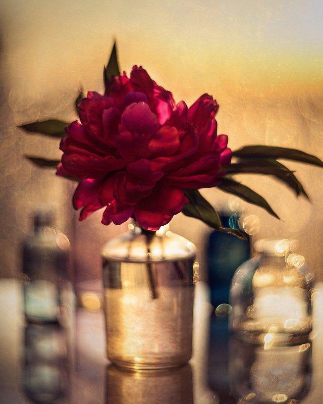 пион цветы закат боке натюрморт гелиос flowers bokeh stilllife helios manualfocus Пион фото превью