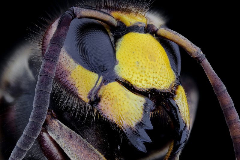 hornet  фото превью