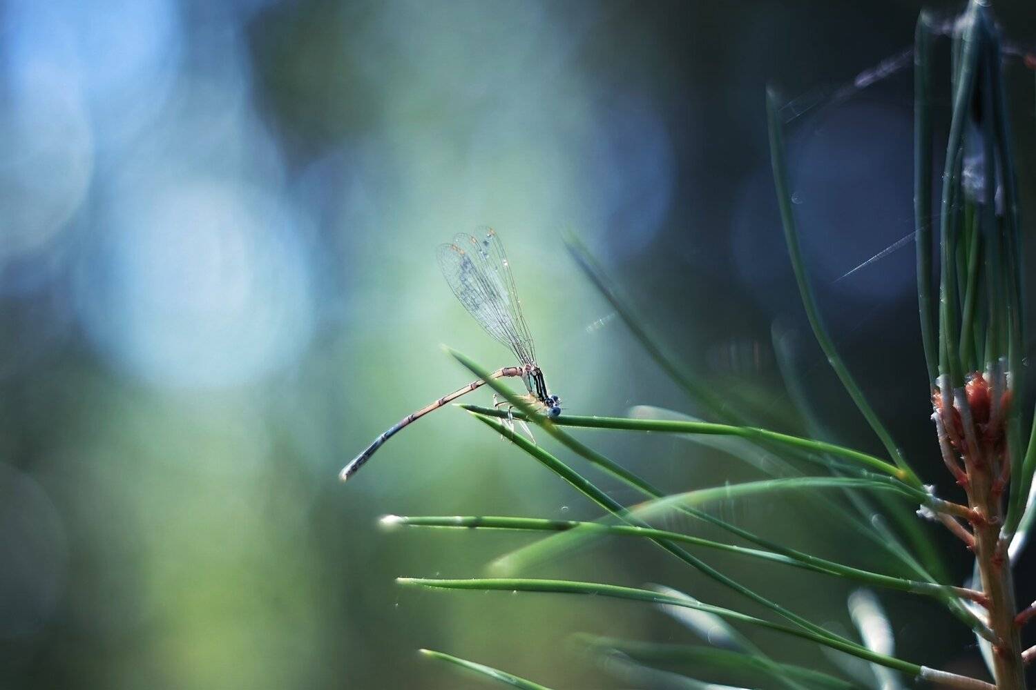 , Лапшина Владлена