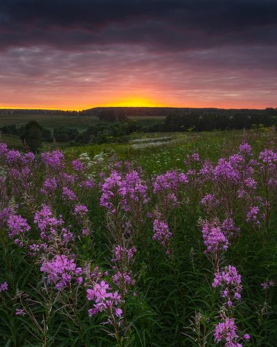 Иванчай на закате