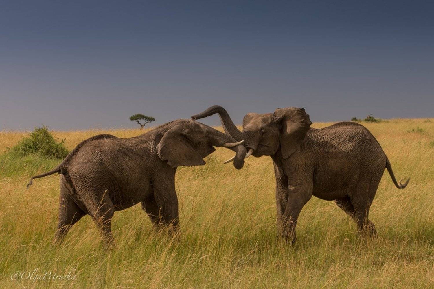 слон, саванна, небо, трава, игры, малыши, дикие_животные, Ольга Петруша