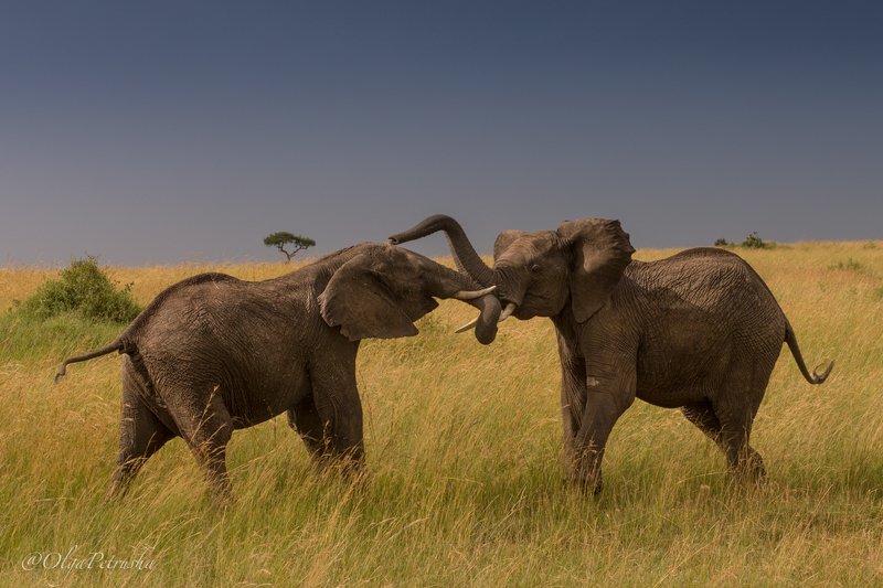 слон, саванна, небо, трава, игры, малыши, дикие_животные Игры слоников. фото превью