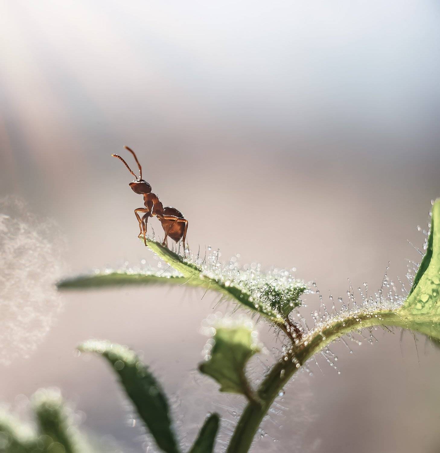 макро, муравей, Тарасова Ольга