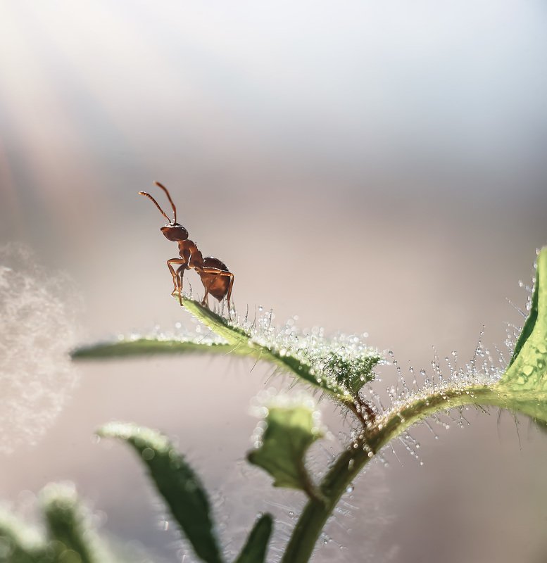 макро, муравей Муравьишка-поэт фото превью