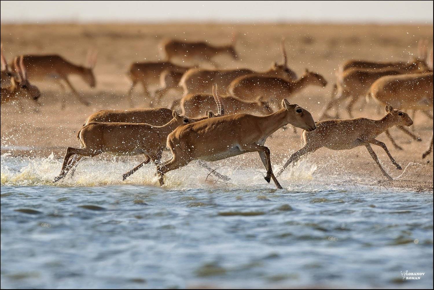 заказник, Lobanov Roman