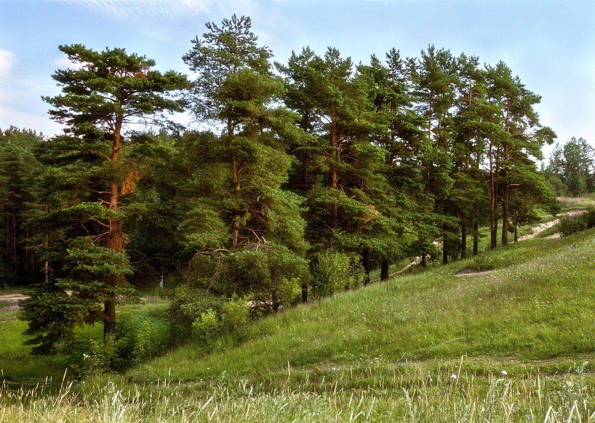 , Алексей Герасимов