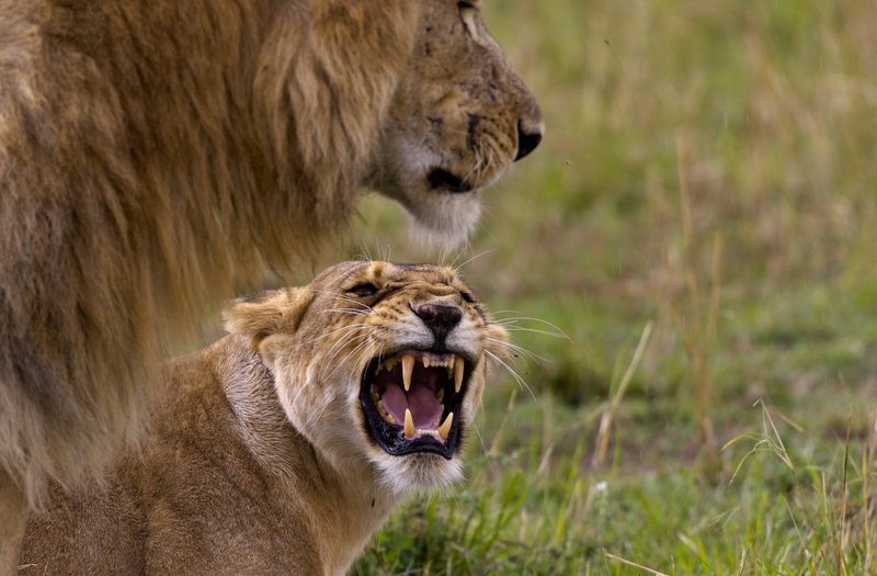 animals mammals cats lions kenya africa roar mating coupling Lioness фото превью