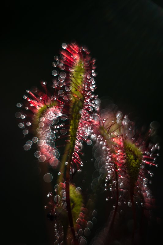 macro, sundew, plants, colors, bokeh Chasing the light фото превью