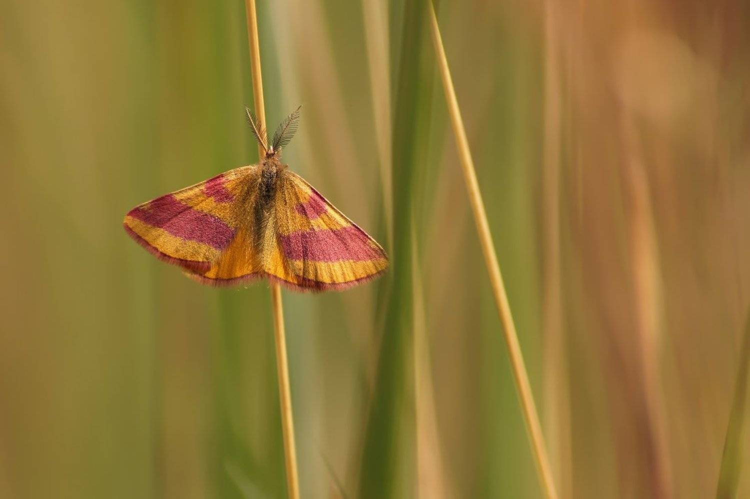 Бабочка, пяденица, Чепленко Алексей