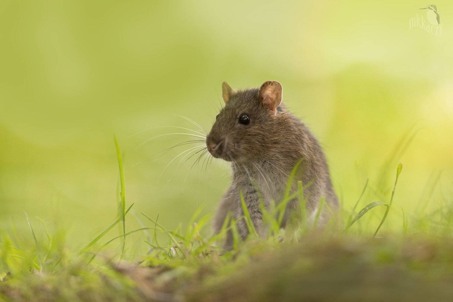 , Marcin Kaczmarkiewicz