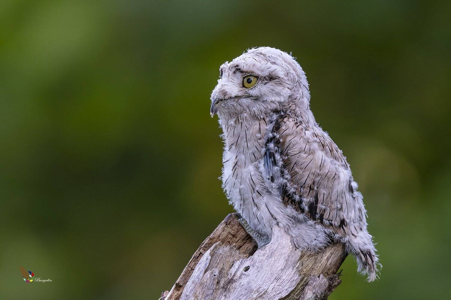 , Fernando Burgalin Sequeira