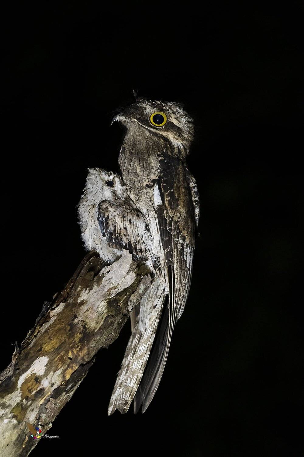 , Fernando Burgalin Sequeira