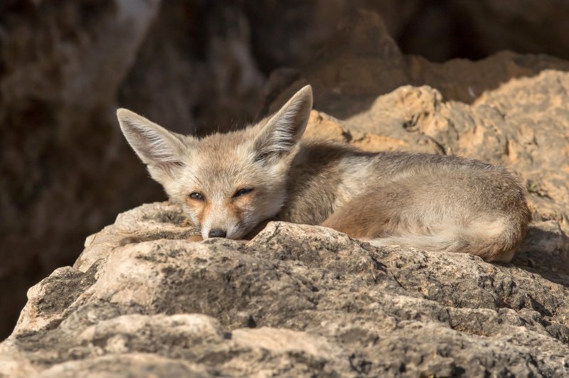 canon1dх mark2,canon600mmf4,israel,jerusalem,nature,wildnature,wildnaturephotography,дикая природа,иерусалим ,израиль, пётр рогов,фотограф,фотоохота,лисята,nature,иерусалим,jerusalem,wildnaturephotography,nakedplanet,natgeoyourshot,natgeo,bbcearth Лисёнок фото превью
