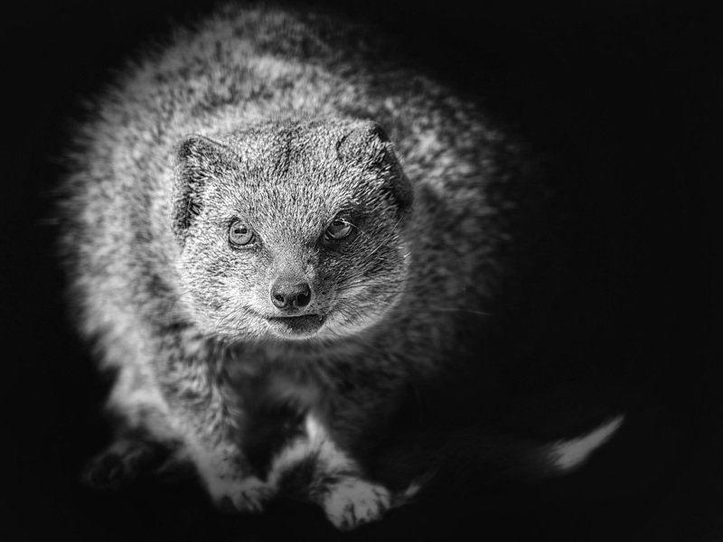 Мангуст фото превью