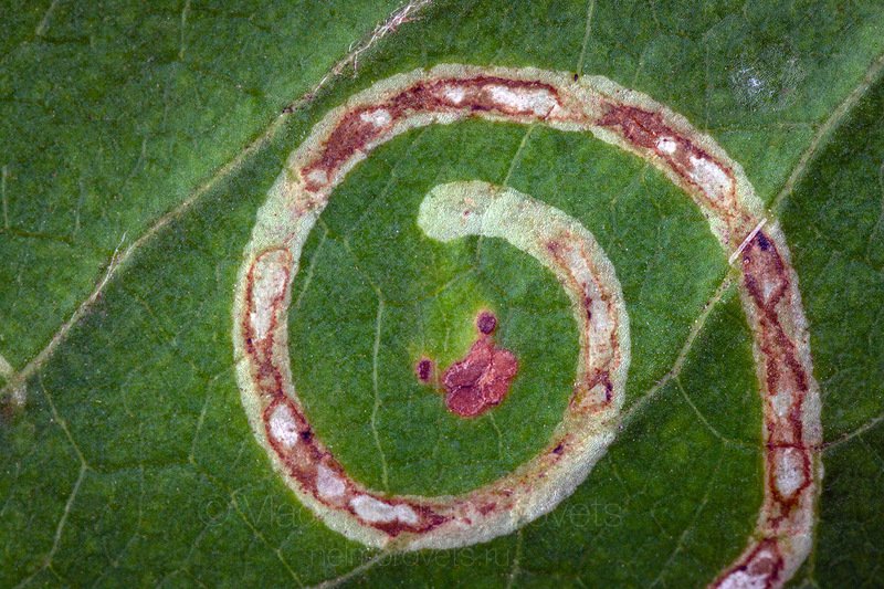 leaf miner, leaf, leaf miner damage, smile, Krasnodar Territory, Northwestern Caucasus, Russia, Ilsky The smile of a leaf miner / Улыбка минёра фото превью
