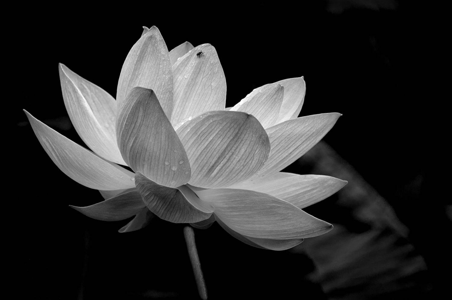 , Ольга Мусиенко