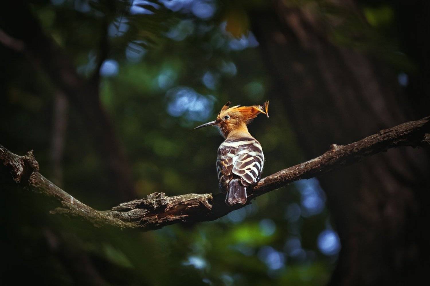 canon 55-250, beautiful, красивый, moment, момент, nature, природа, wildlife, summer, лето, летняя, bird, птица, hoopoe, удод,, Наталья Терентьева