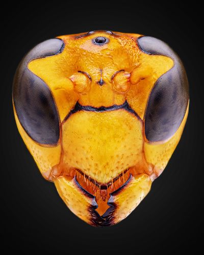 Portrait of wasp