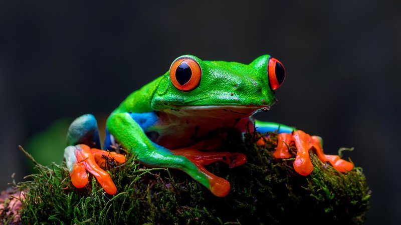 Red Eye фото превью