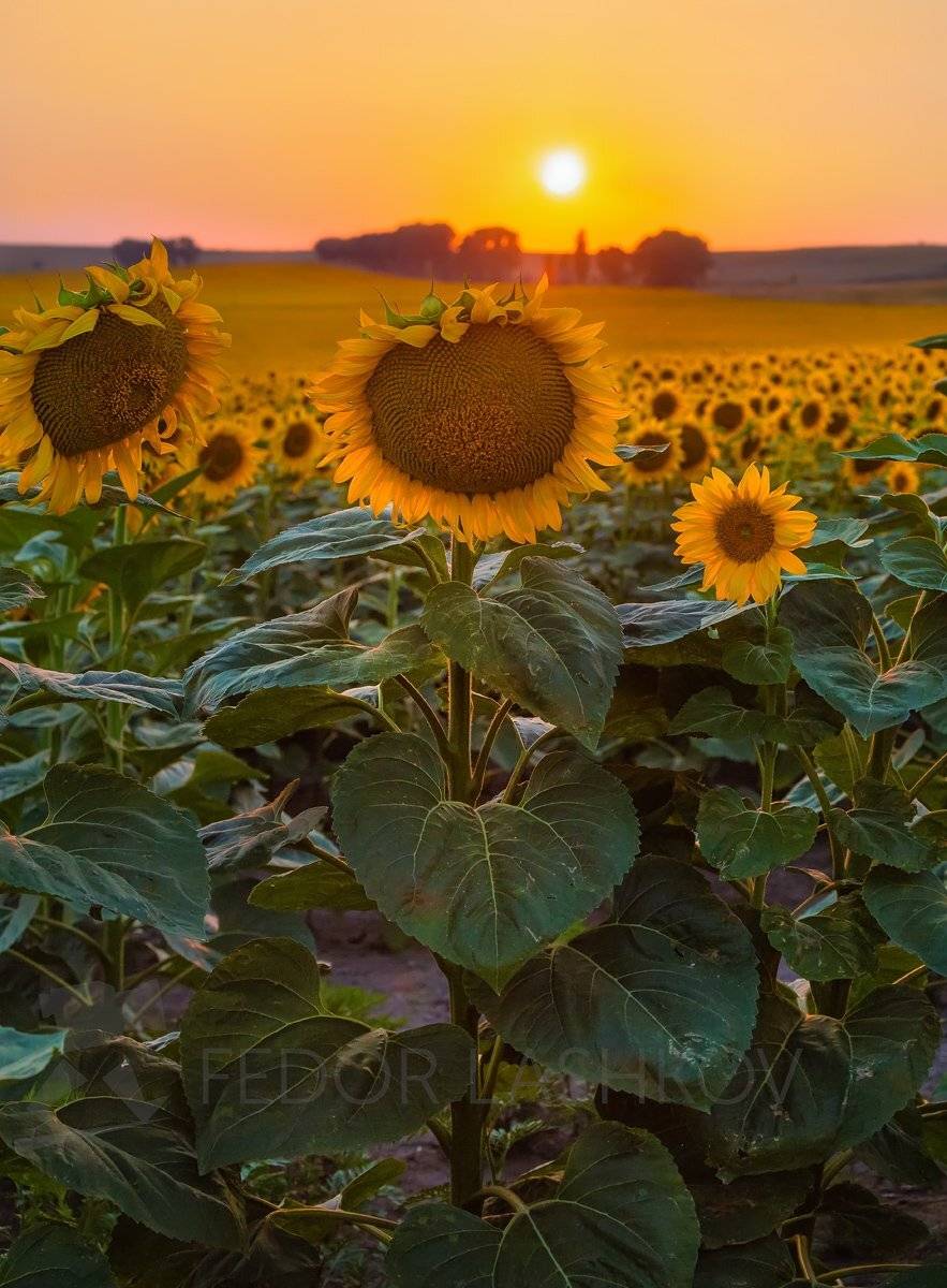 ставропольский край, ставрополье, подсолнух, поле, закат, солнце, лето, урожай, подсолнухи,, Лашков Фёдор
