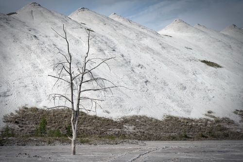 Lonely tree