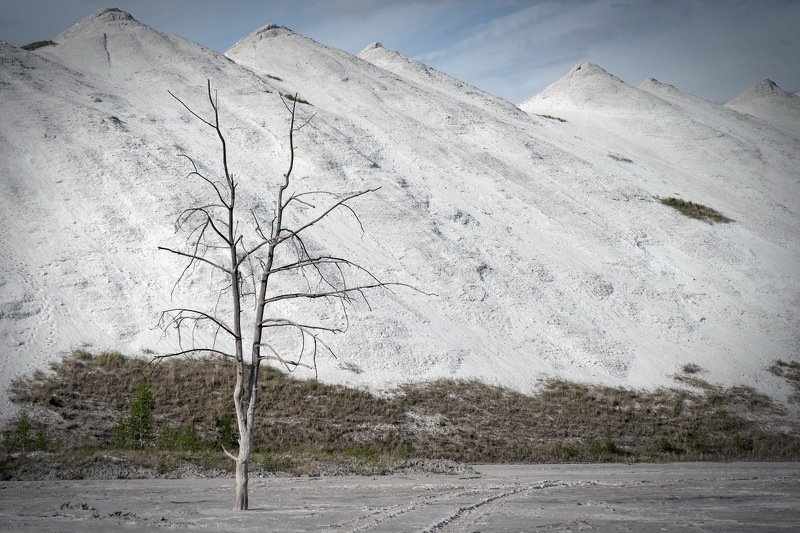 беларусь, гомель, горы, экология Lonely tree фото превью