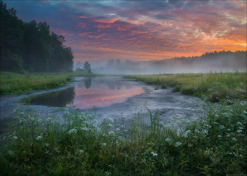 Купырь у пересохшего ручья