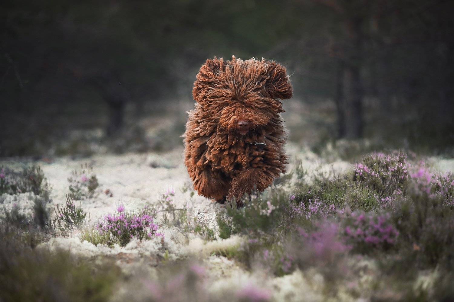 , Наталия Поникарова