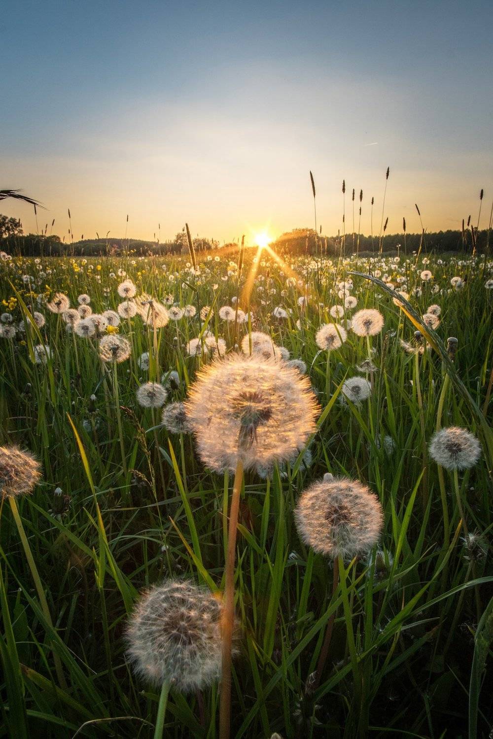 flowers, grass, grassland, sun, Błażej Krzyżanek