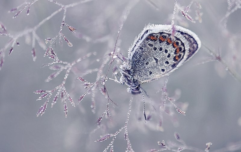 в капельках росы.. фото превью