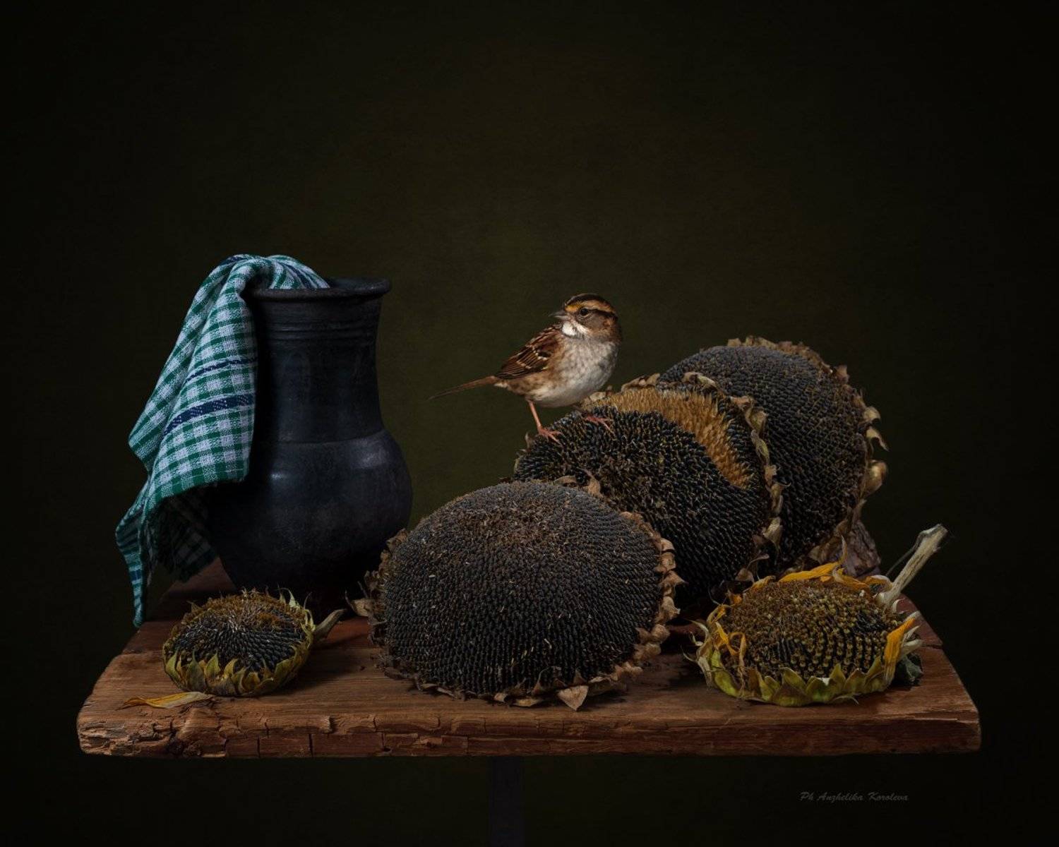 , Анжелика Королева