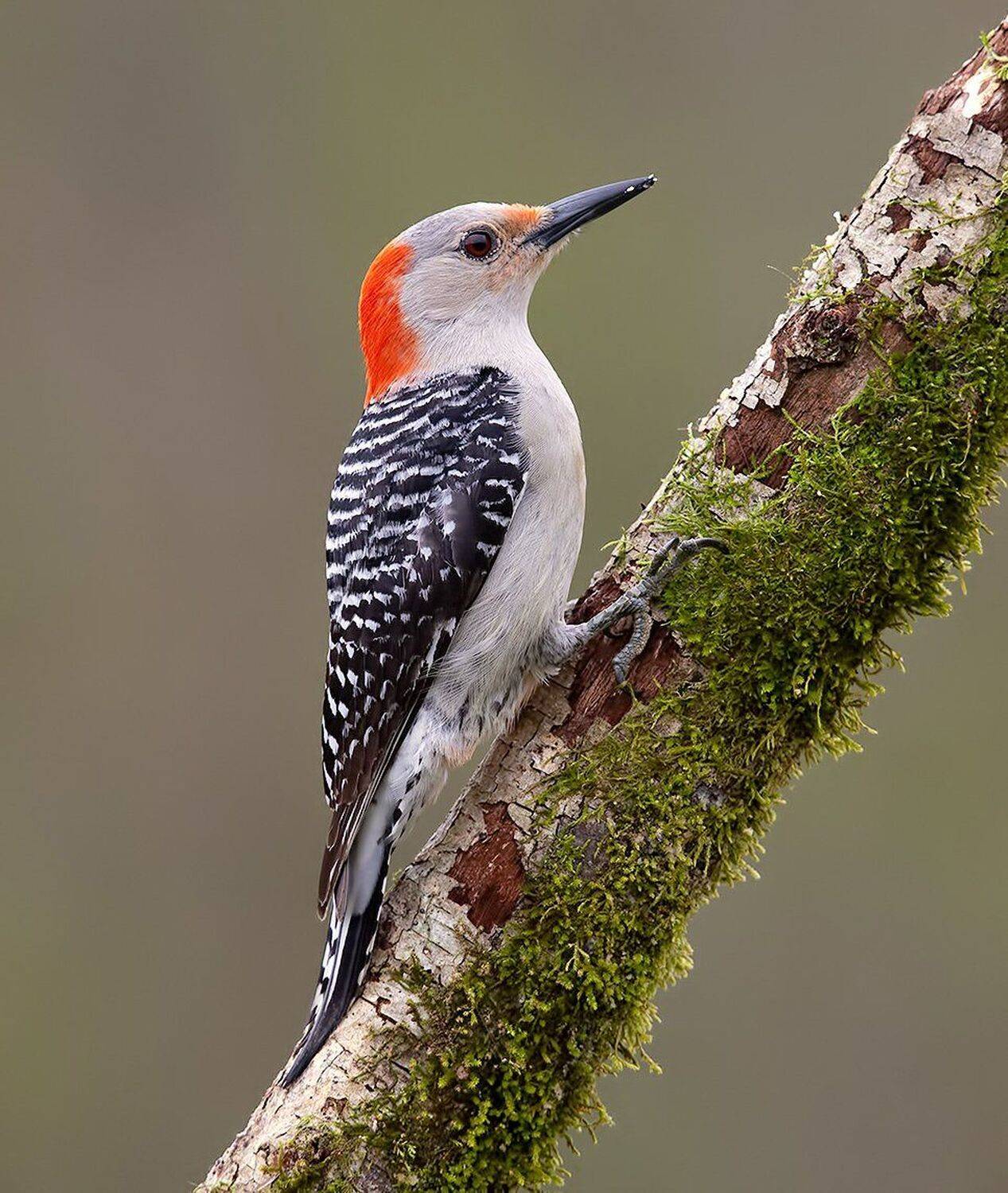 дятел, каролинский меланерпес, red-bellied woodpecker, woodpecker, Elizabeth Etkind