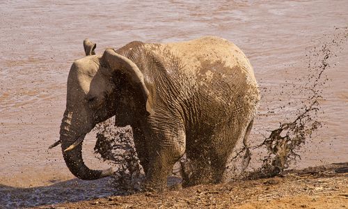 Playng in the mud