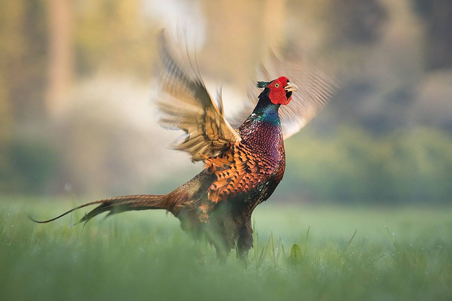 Pheasant. Автор: Robert Adamec , Robert Adamec